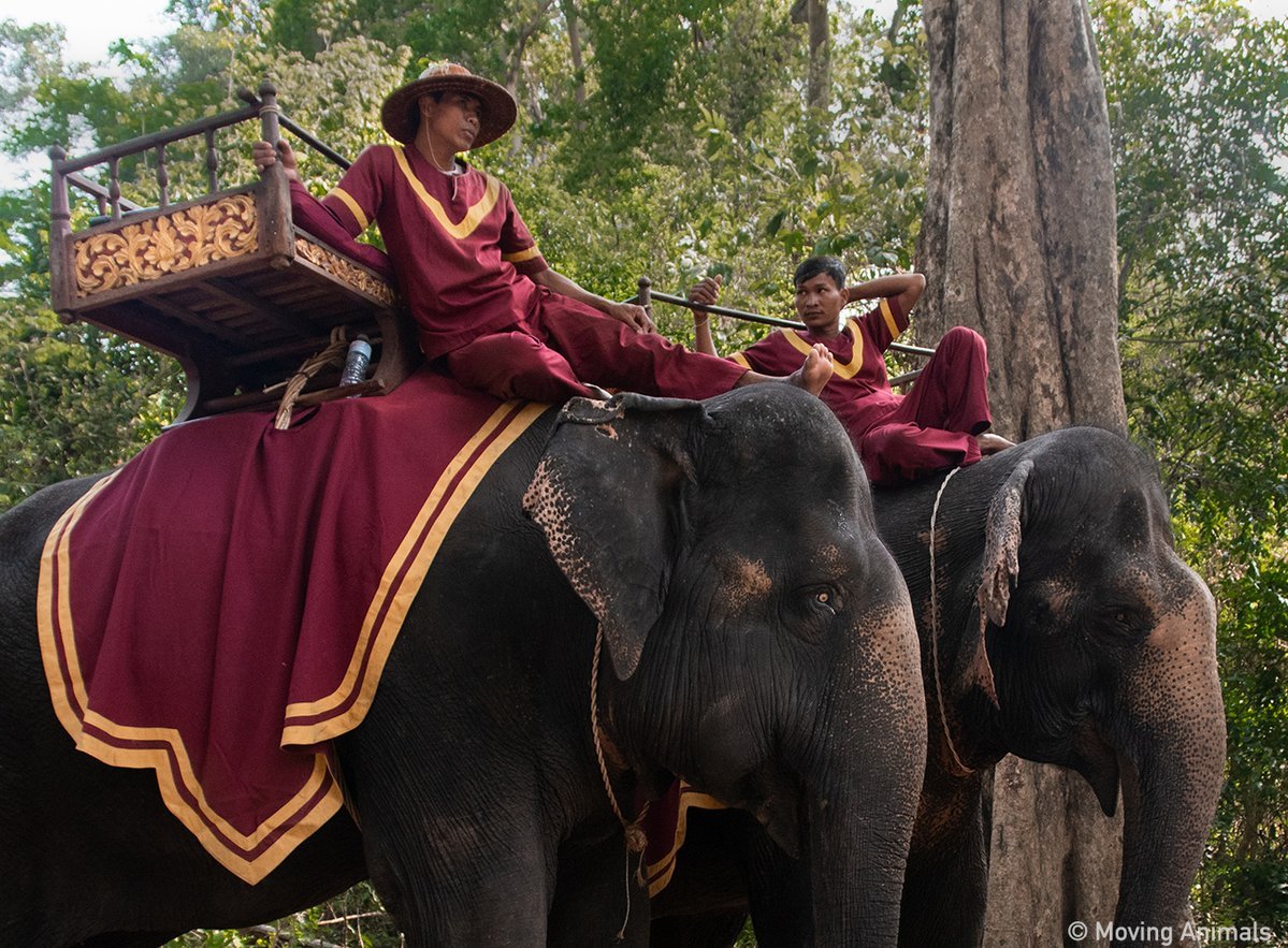 Progress! Cambodia’s Biggest Attraction, Angkor Wat, Set to End Elephant Rides