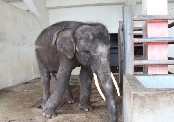 Animals Are Suffering at Thailand’s Samutprakan Crocodile Farm and Zoo—TAKE ACTION