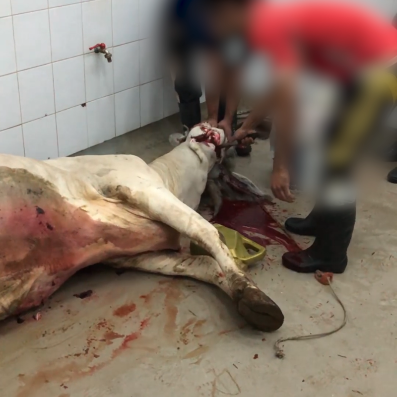 Cows Bludgeoned With Sledgehammers: Meet Your Meat and Leather - Action  Center - PETA Asia