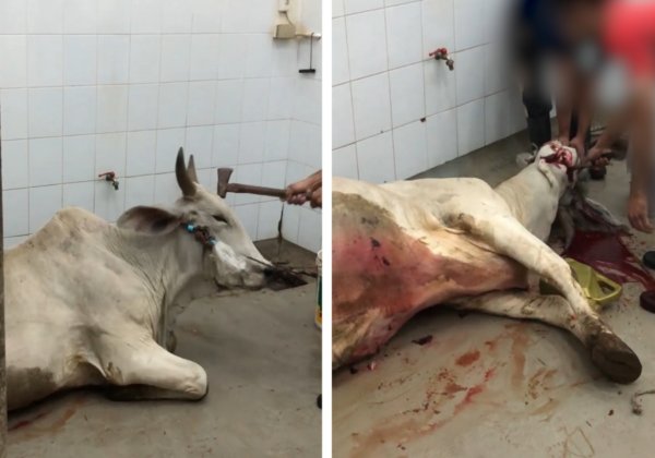Cows Bludgeoned With Sledgehammers: Meet Your Meat and Leather