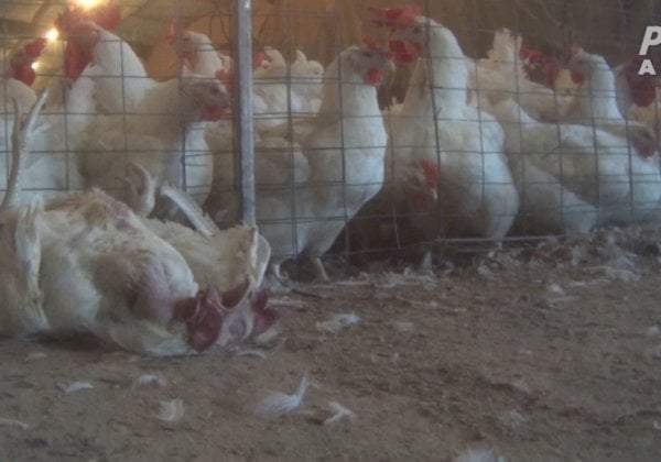 PETA Exposes Cruelty at Australia’s Largest Chicken Producer
