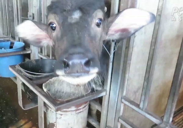 Water Buffaloes Tied to Poles and Beaten for Mozzarella Cheese