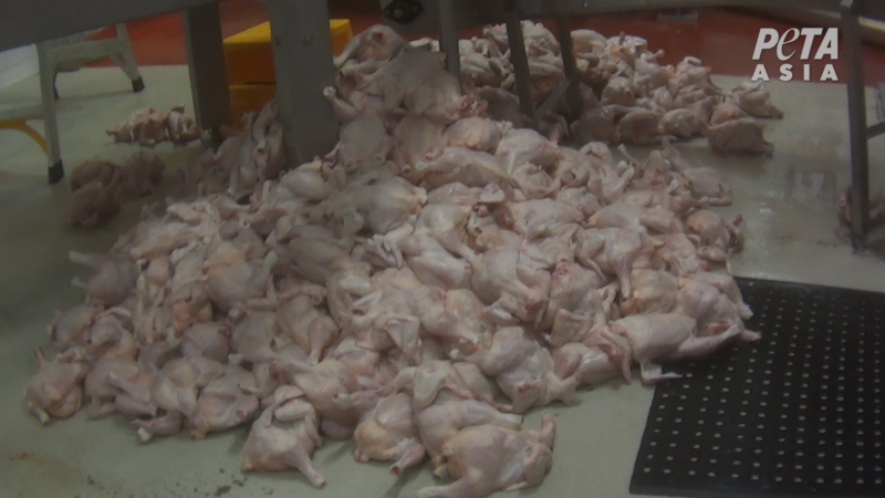 Peta Exposes Cruelty At Australia S Largest Chicken Producer