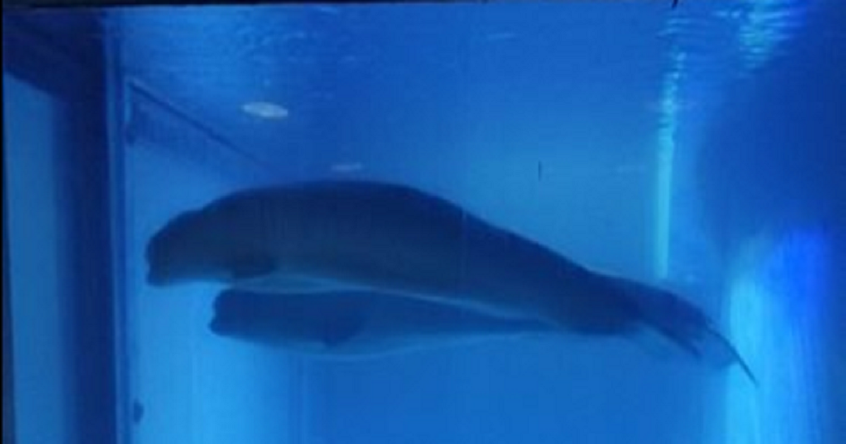 Viral Pic Shows Beluga Whales in Tank Barely Bigger Than Their Bodies