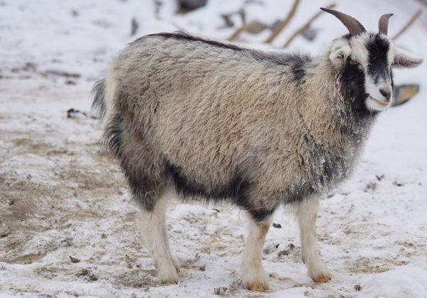 Brands Are Banning Cashmere After PETA’s Shocking Video Exposé