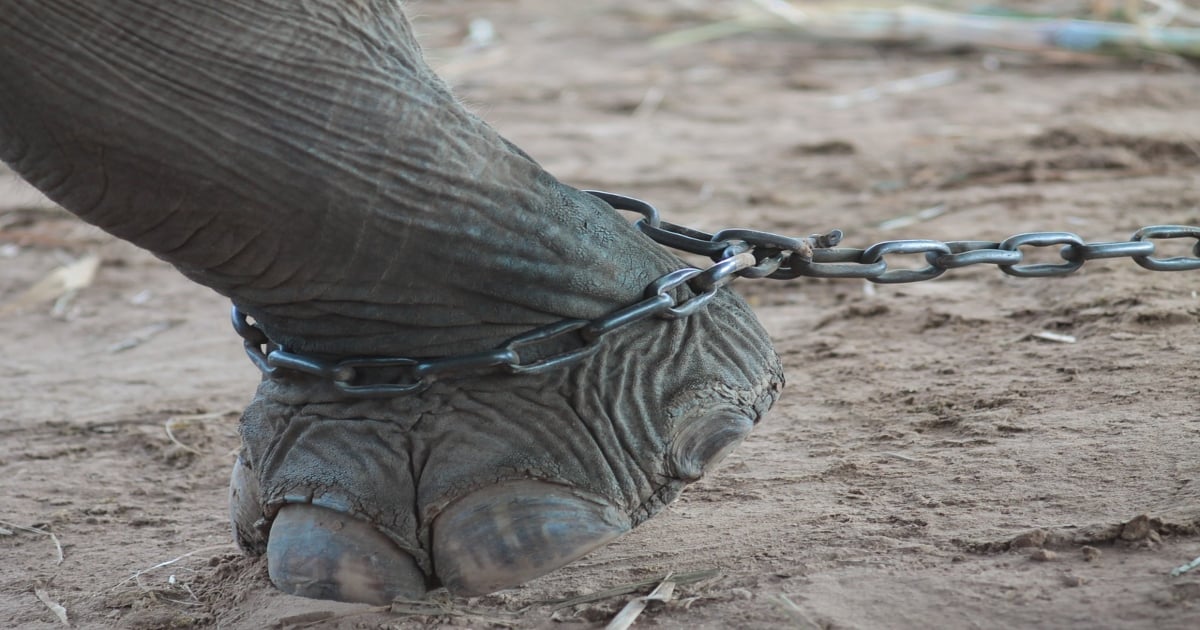 Abused Elephant Used in Movie ‘Saving Flora’