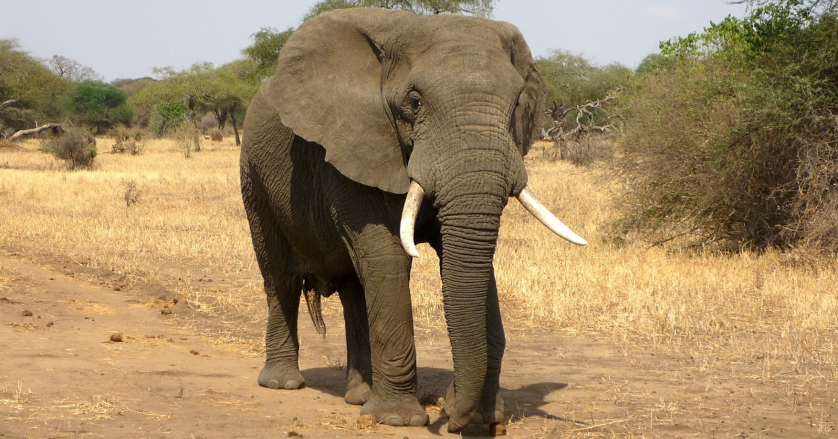 Disturbing Photo Shows Elephant Hacked Apart With Chainsaws by Hunters