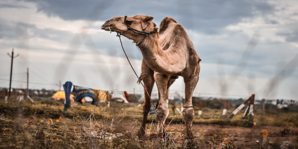 PETA India and Local Activists Rescue Seven Camels from Sacrifice