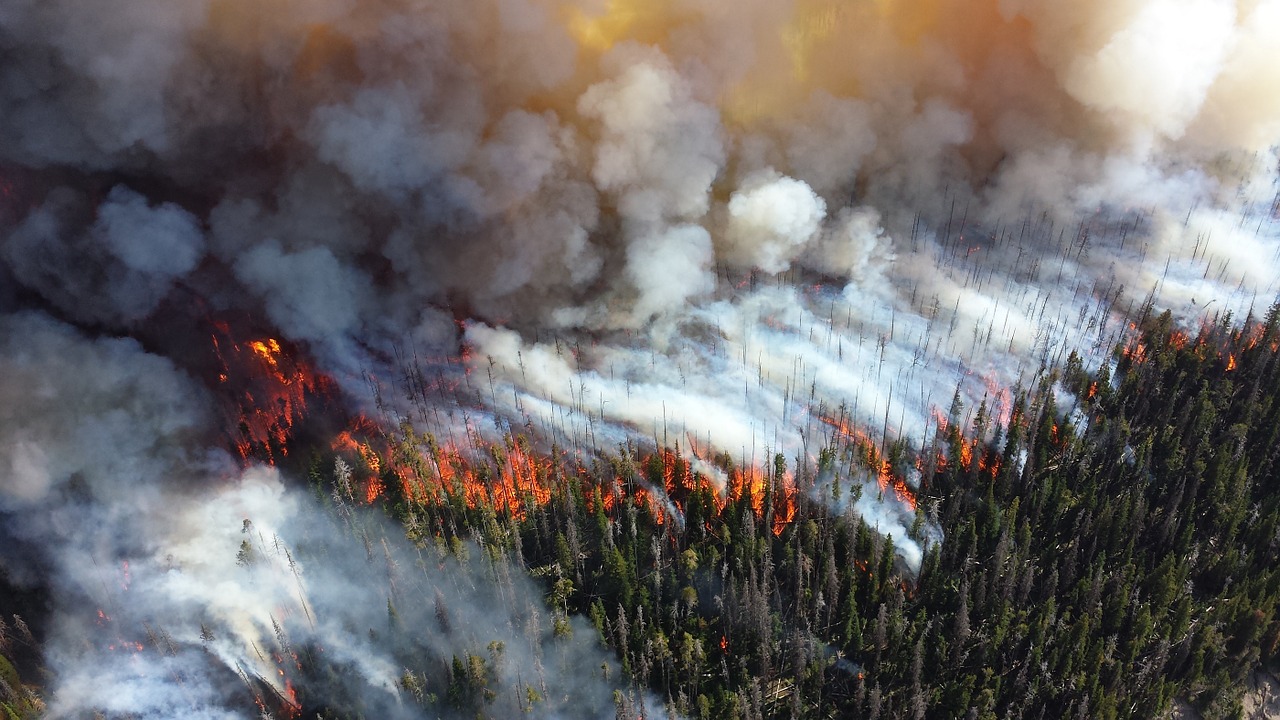 Is the Meat Industry Fueling the Record-Breaking Amazon Rainforest Fires?