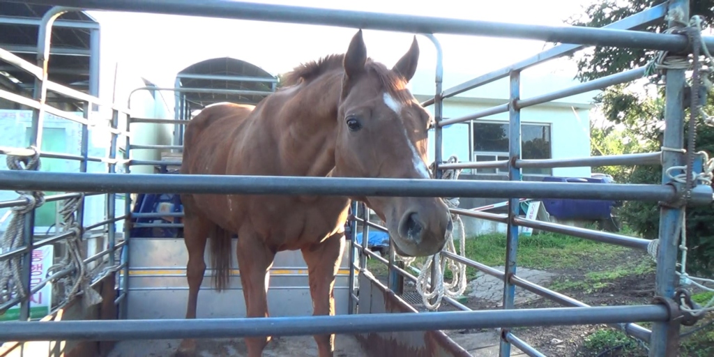 Update: South Korea’s Largest Horse Slaughterhouse and Two Employees Fined for Illegal Killing Methods Following PETA Exposé