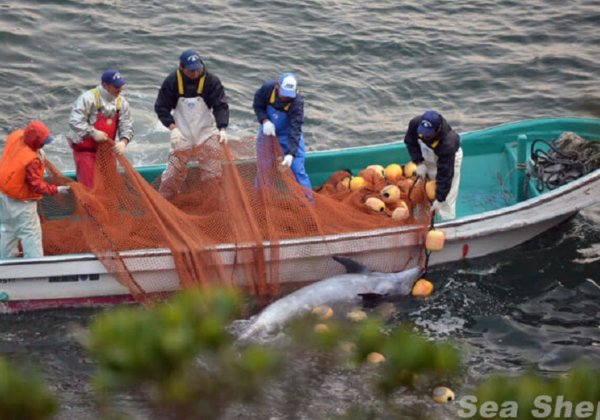 Help Protect Dolphins From Being Massacred in the Japanese Killing Cove