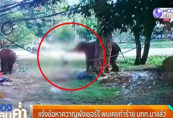 Man Killed While Trying to Feed Elephant at a Thai Tourist Trap