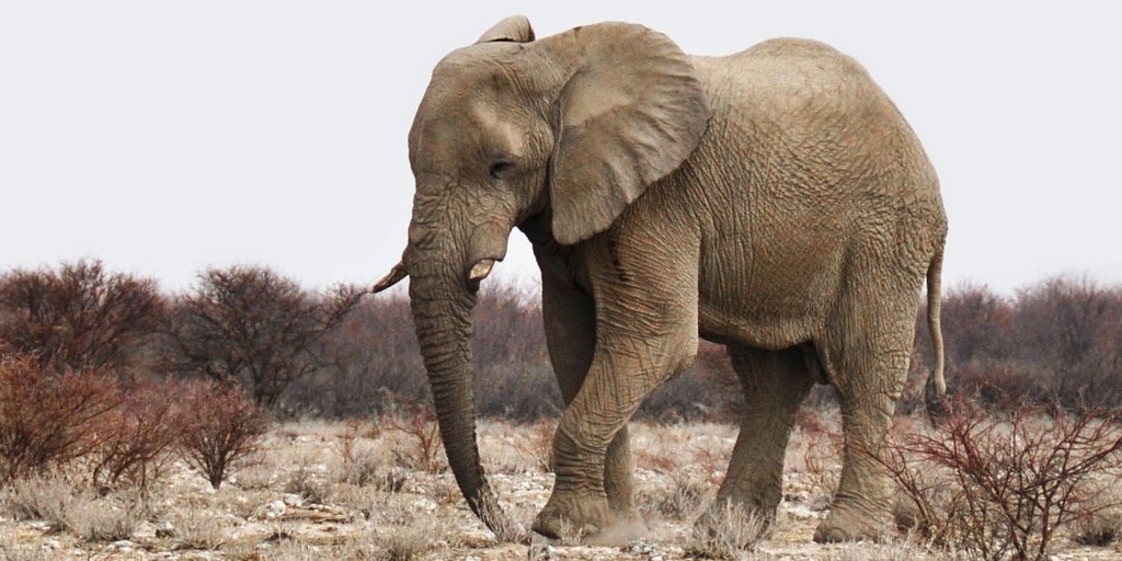 Arrests Made After Elephant Is Shot 70 Times and Mutilated by Hunters