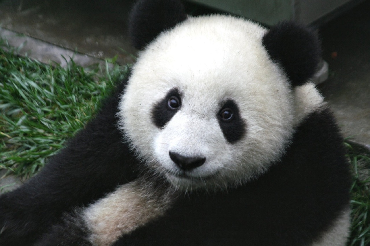 Disgusting: This Café Is Dyeing Dogs to Look Like Pandas
