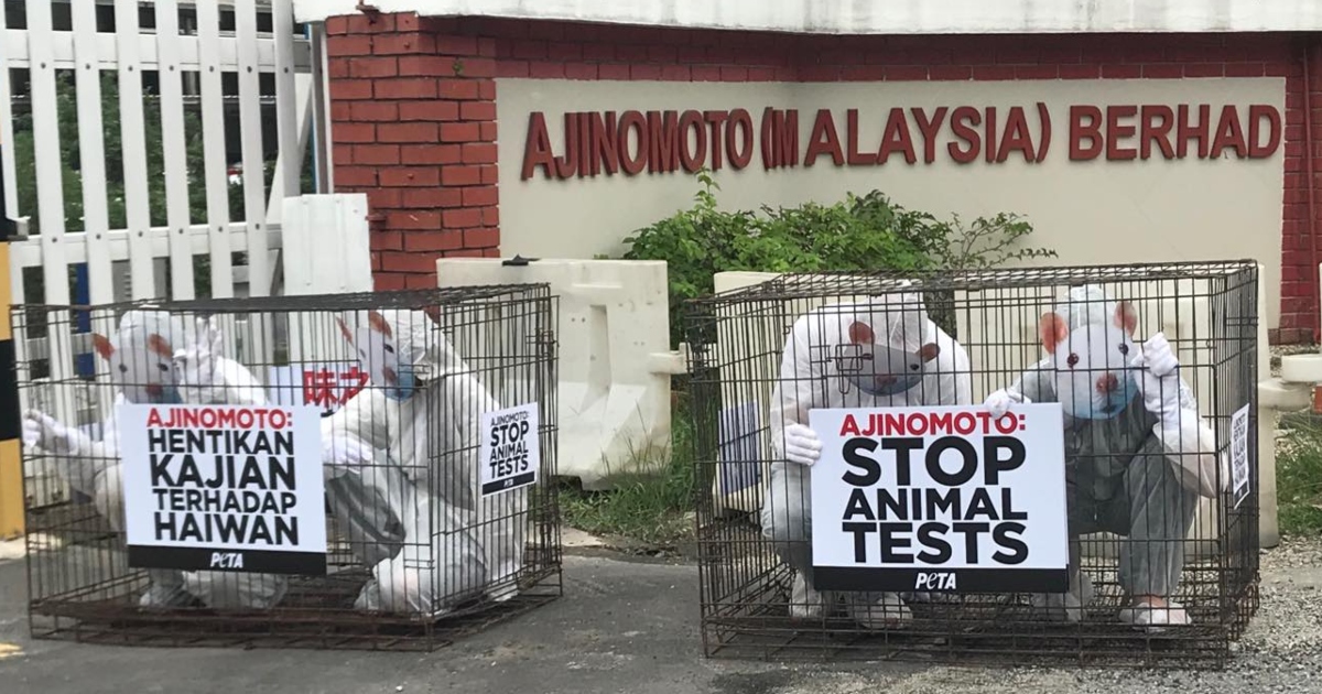 Photos: PETA ‘Rat’ Hits Ajinomoto’s Offices in Malaysia to Tell Company to End Horrific Tests on Dogs and Other Animals