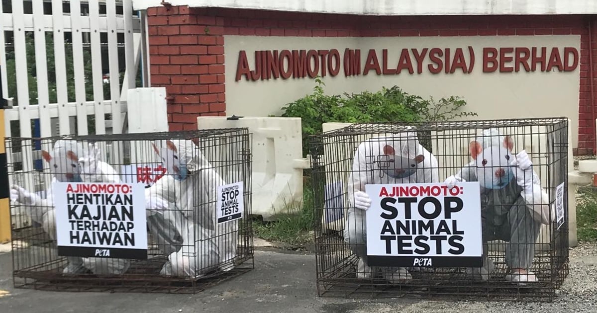 Photos: PETA ‘Rat’ Hits Ajinomoto’s Offices in Malaysia to Tell Company to End Horrific Tests on Dogs and Other Animals