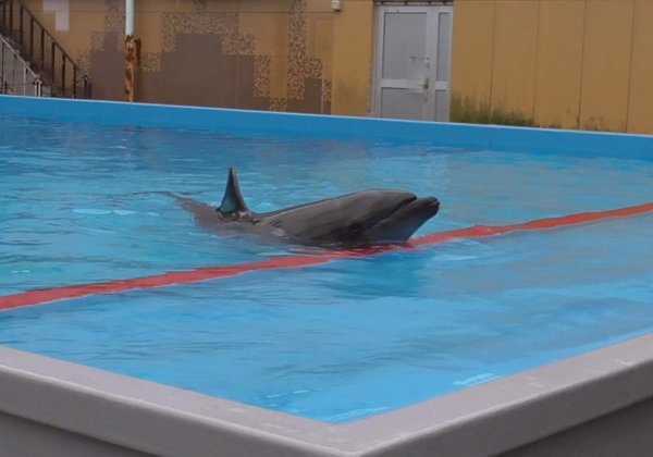 Help Stop Suma Aqualife Park From Building New Enclosures for Orcas and Other Dolphins | 須磨海浜水族園の新しいシャチとイルカの展示施設建設の反対にご協力のお願い