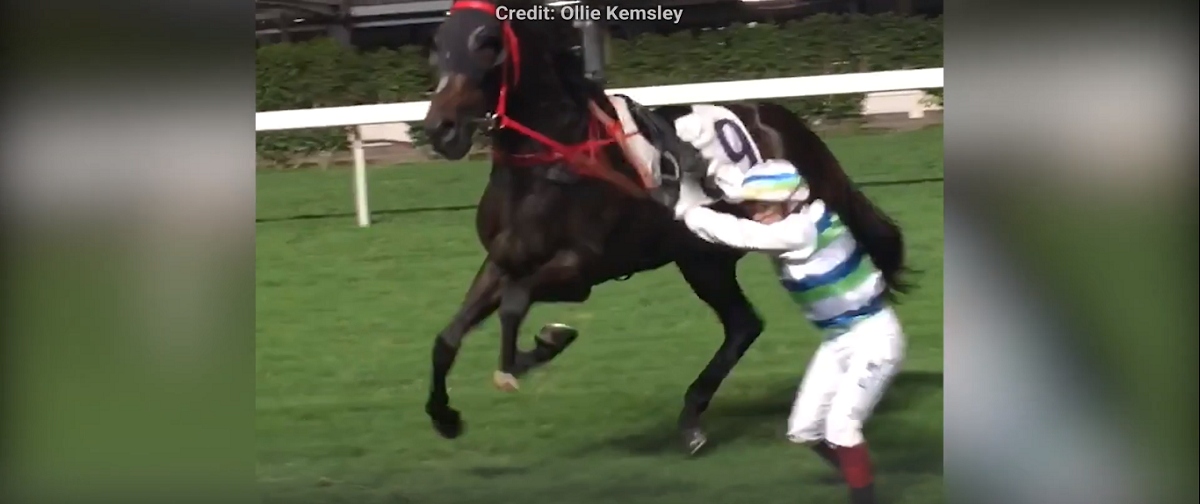 PETA Calls for Investigations Into Cruelty to a Horse at Happy Valley Racecourse