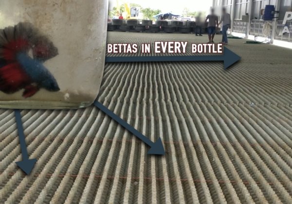 PETA Investigation Reveals Horrors in the Global Betta Fish Trade