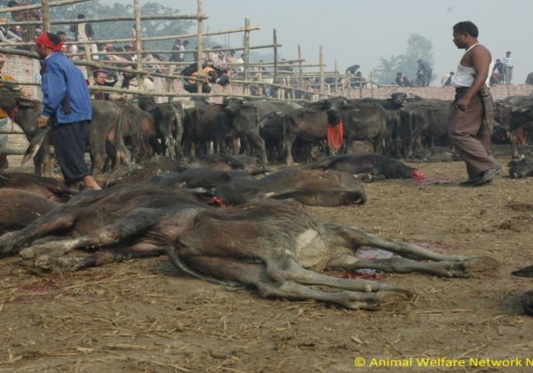 Help to End Nepal Animal Massacre