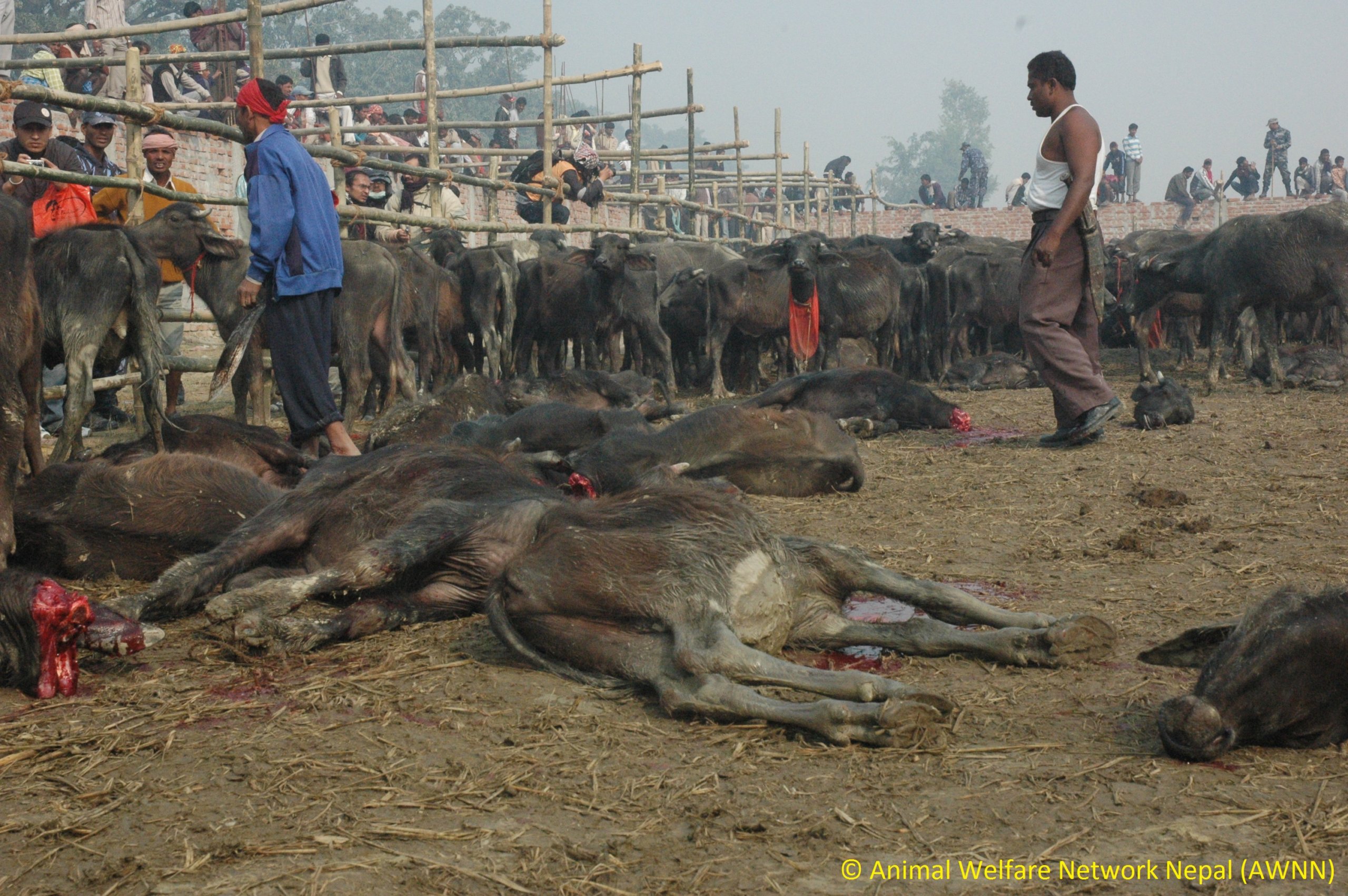 Help End Nepal Animal Massacre | PETA Asia
