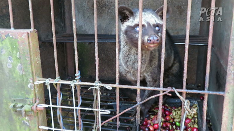 Investigation Exposes Bali's Cruel Kopi Luwak Coffee Industry - PETA Asia