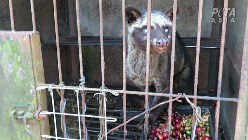 Investigation Exposes Bali's Cruel Kopi Luwak Coffee Industry - PETA Asia Investigation Exposes Bali's Cruel Kopi Luwak Coffee Industry - PETA Asia
