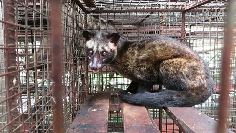 Investigation Exposes Bali's Cruel Kopi Luwak Coffee Industry - PETA Asia Investigation Exposes Bali's Cruel Kopi Luwak Coffee Industry - PETA Asia