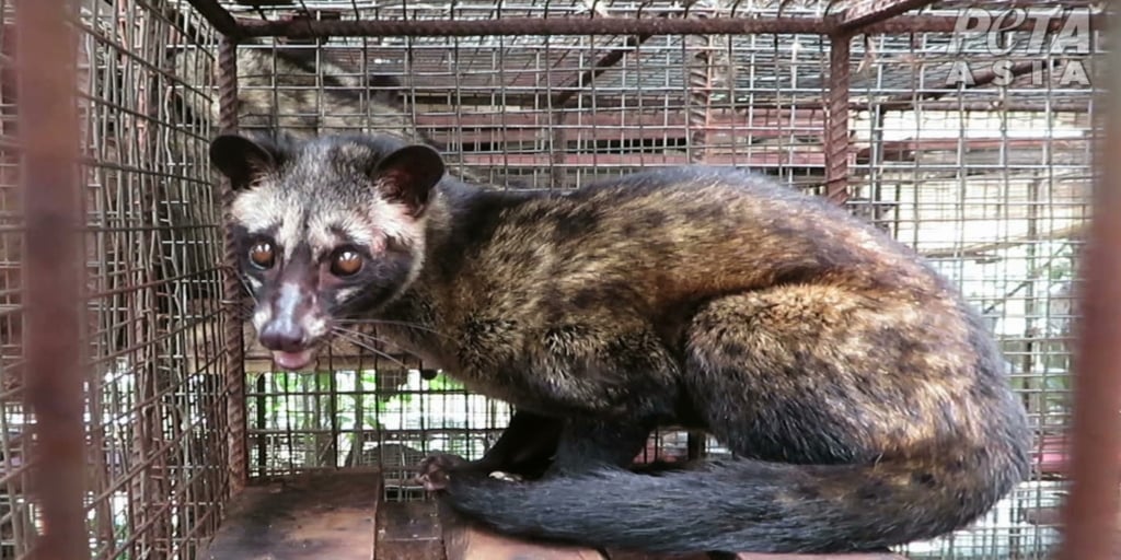 Investigation Exposes Bali's Cruel Kopi Luwak Coffee Industry - PETA Asia Investigation Exposes Bali's Cruel Kopi Luwak Coffee Industry - PETA Asia