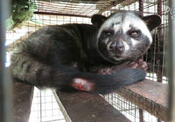 Civet Cats Suffer for Kopi Luwak Coffee—Urge These Companies to Act Now