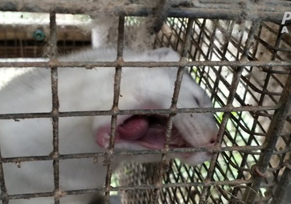 PETA Investigation Shows Rabbits Bludgeoned, Chinchillas Electrocuted for Fur