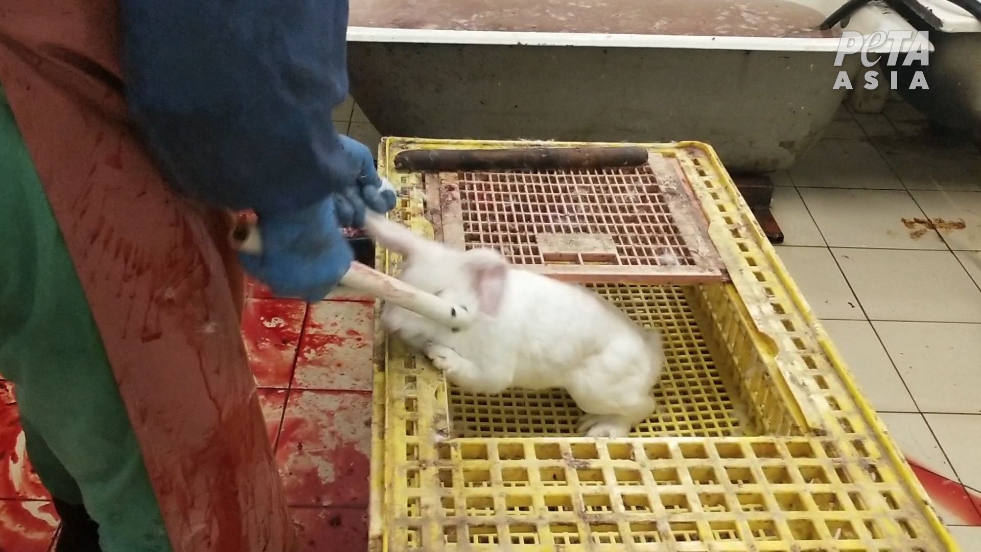 Workers Bludgeon and Behead Rabbits While They’re Still Alive.
