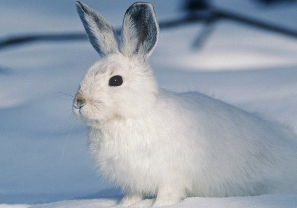 Progress! Avon Products, Inc., Takes Steps Toward Becoming Cruelty-Free