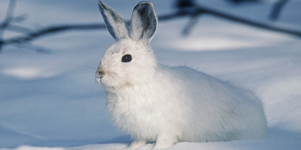 Progress! Avon Products, Inc., Takes Steps Toward Becoming Cruelty-Free