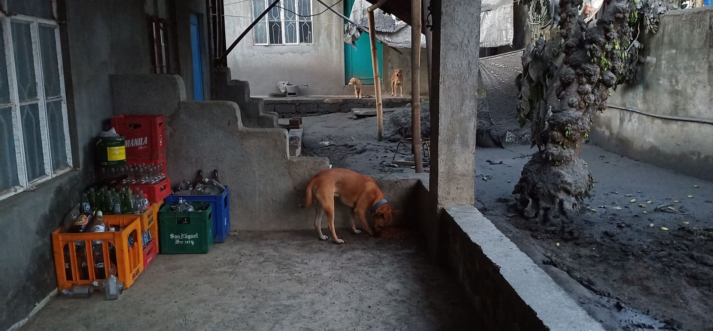 Video: Rescuers Save Dog Wrapped in Vine for Days on Taal Volcano