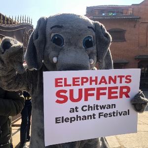 PHOTOS: ‘Elephant’ and Other Activists Protest Abuse at Nepal’s Chitwan Elephant Festival