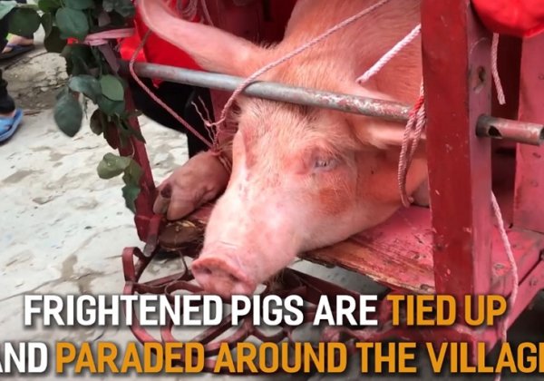 Help Stop Vietnam’s Cruel Pig Slaughter Festival