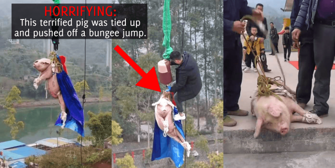 Pig Strung Up by the Legs, Thrown Off Tower in Horrific Bungee-Jump Stunt