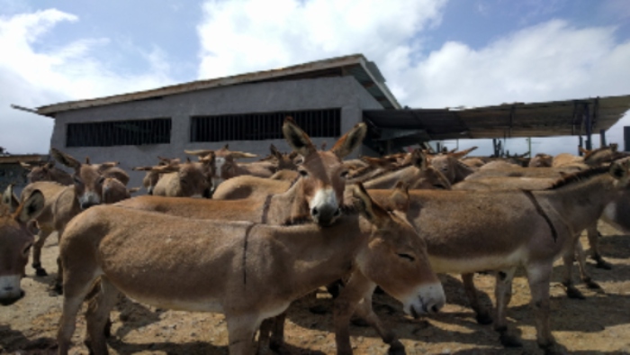 Kenya’s Ban on Killing of Donkeys for Ejiao Has Been Rescinded – Take Action!