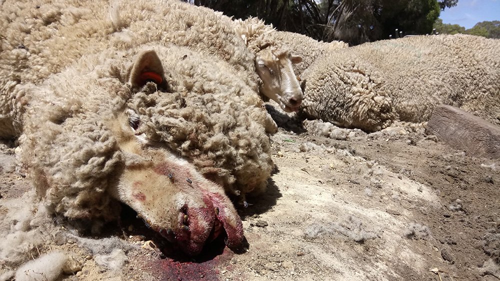 PETA’s 5th Australian Wool Exposé Leads to Guilty Plea to Cruelty Charge