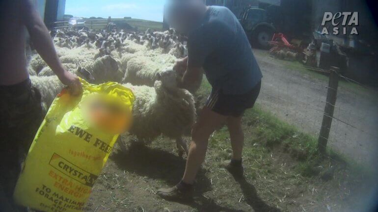 Victory! Sheep Farmer Pleads Guilty After Being Filmed Punching Sheep in the Face