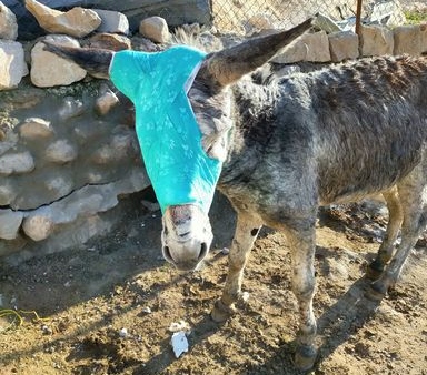 PETA-Supported Teams are Treating Petra’s Working Animals