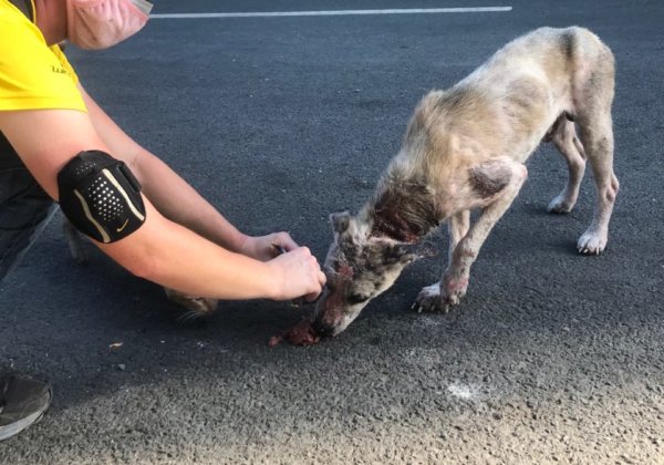 PETA’s Rescue Team Is Still Helping Animals in Manila Despite Lockdown