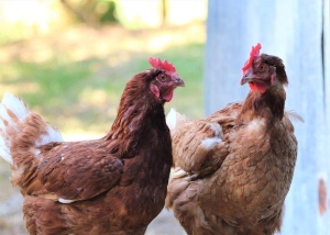 PETA Is Finding Ways Not to Slow Down