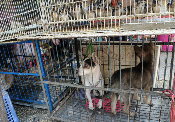 URGENT: Help Shut Down Live-Animal Meat Markets That Breed Deadly Diseases