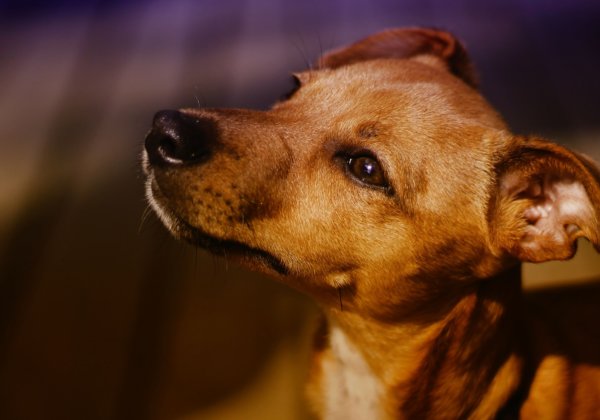 Can Cats and Dogs Carry Coronavirus?