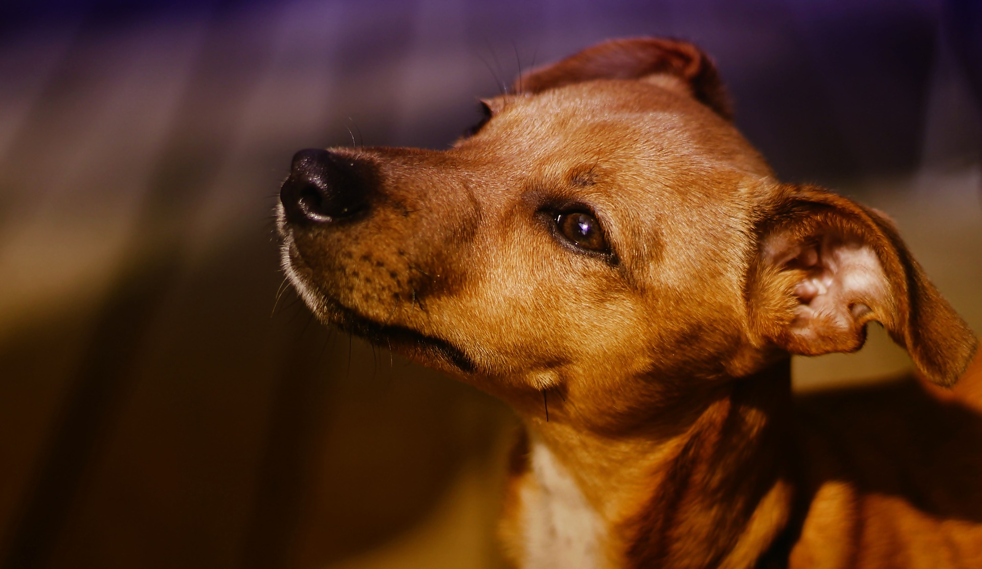 Can Cats and Dogs Carry Coronavirus?