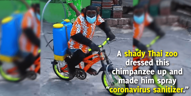 Chimpanzee Forced to Ride Bike, Spray Sanitizer at Thai Zoo