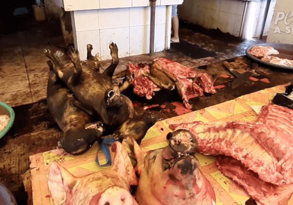 Footage Shows Live-Animal Markets STILL Operating in Across Asia Despite Mounting COVID-19 Death Toll