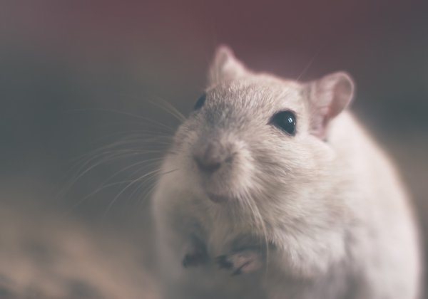 Victory! Chocolatier Barry Callebaut Bans Tests on Animals